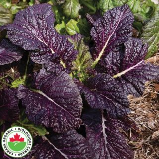 Red Giant Mustard Organic Greens Thumbnail